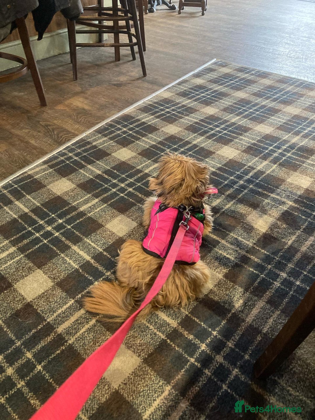 Shih Tzu dogs for sale: Sweet natured miniature female Shitzu  - Advert 7