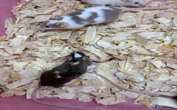 Mouse rodents for sale: Friendly, colourful baby mice  - Image 5