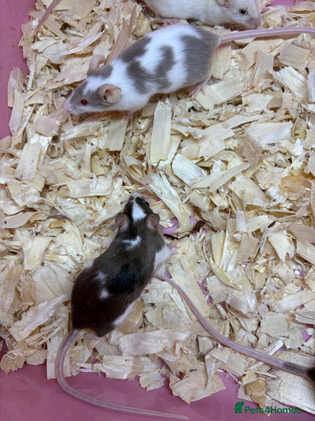 Mouse rodents for sale: Friendly, colourful baby mice  - Image 5