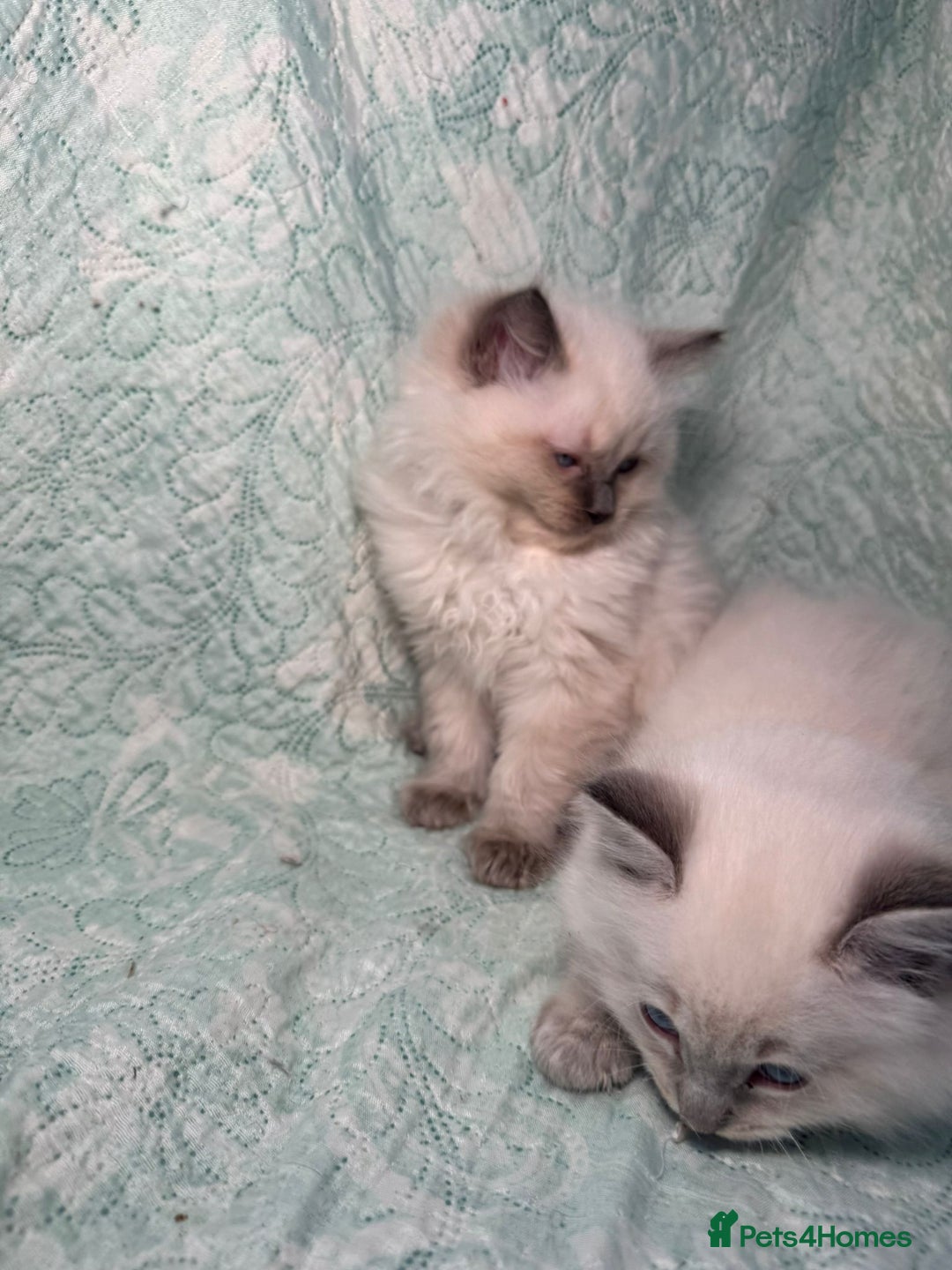Ragdoll cats for sale: Ragdoll Chunky Boys!  - Advert 23