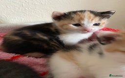 Domestic Shorthair cats for sale: 🐾 3 Beautiful Kittens Looking for Loving 🐾 🐾  - Image 3