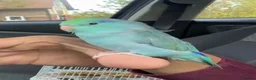 Parrots birds for sale: Beautiful Hand Tame Baby Male Parrotlet  - Advert 5