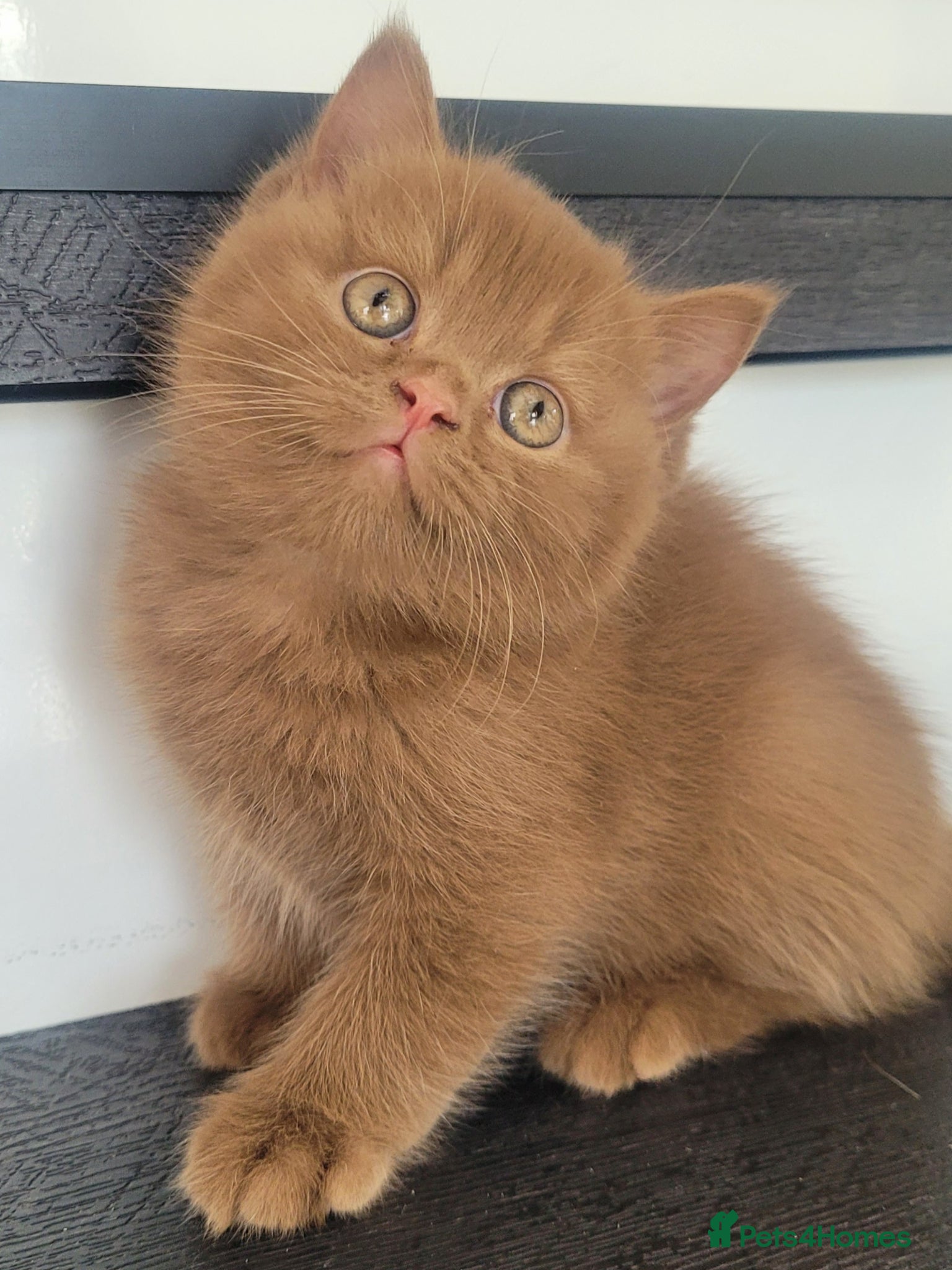 British Shorthair cats Show Quality British Shorthair kittens  - Advert 2