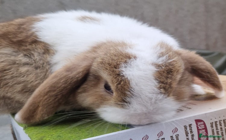 Mini Lop rabbits - Advert 3