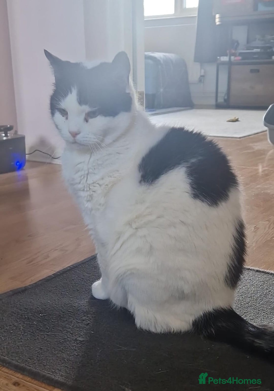 Mixed Breed cats for adoption: Momo needs a home of her own - Advert 2