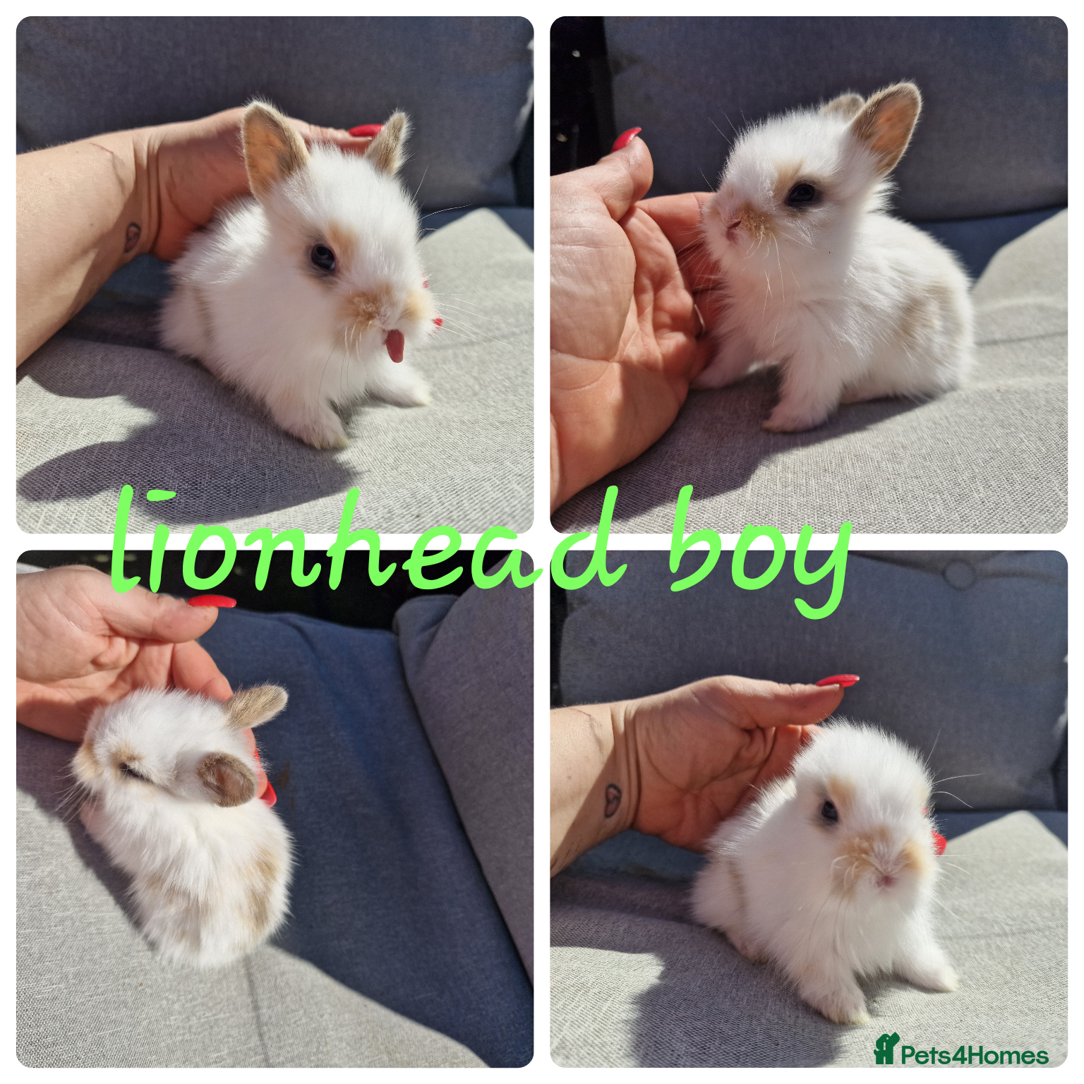 Lionhead rabbits Lionhead babies available for reserve  - Advert 15