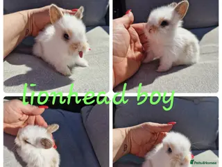 Lionhead rabbits Lionhead babies available for reserve - Advert 1