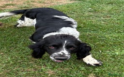 Cocker Spaniel dogs for sale: ONE GORGEOUS WORKING COCKER SPANIEL PUP - Advert 8