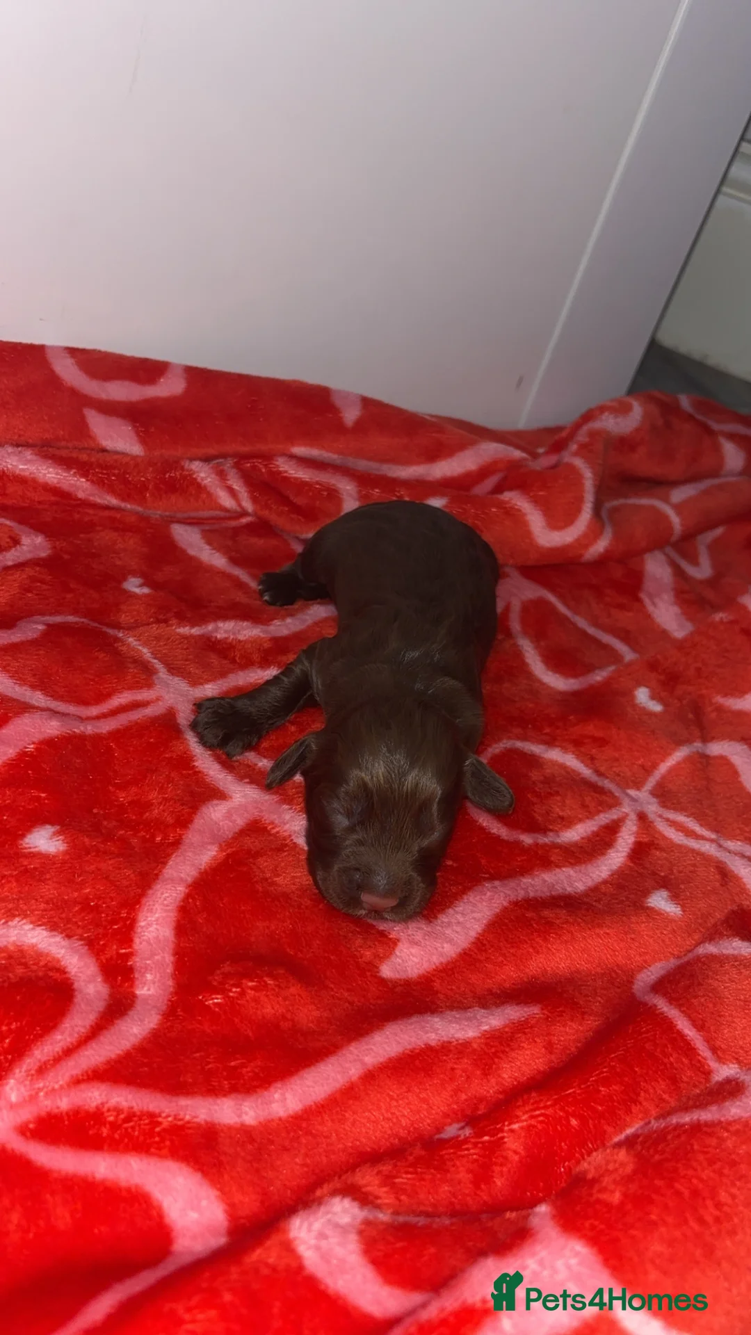 Cocker Spaniel dogs for sale: 4 working cocker spaniel males  - Advert 10