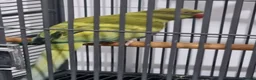 Parrots birds for sale: Beautiful female rare ringneck talking parrot  - Advert 2