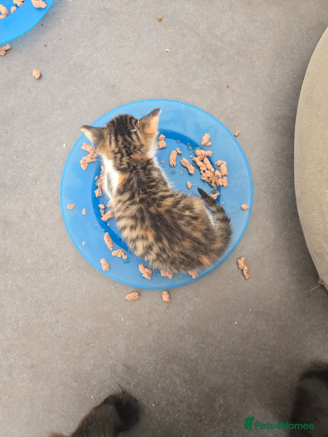 Domestic Shorthair cats for sale: Beautiful Girl Kitten ready to leave - Image 11