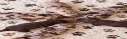 Cockapoo dogs for sale: Super Quality Cockerpoos  - Advert 11