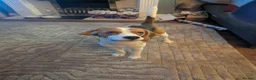 Beagle dogs for stud: Baxter - 2 Year Old Beagle for Stud - Advert 28