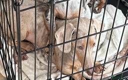 Miniature Dachshund dogs for sale: Isabella Miniture dachshund  - Image 6