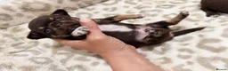 Chihuahua dogs for sale: ✨Adorable short haired females chihuahua✨ in Stanmore - Advert 6