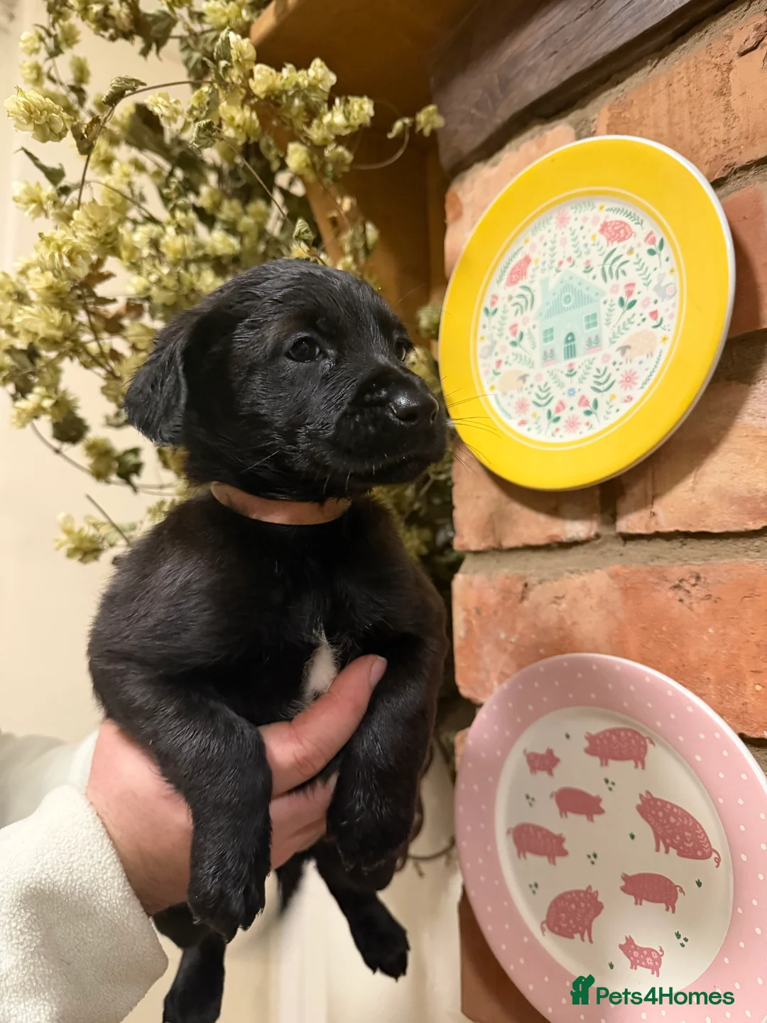 Mixed Breed dogs for sale: Belgian mal/working cocker spaniel  - Advert 16