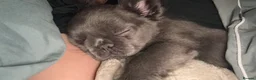 French Bulldog dogs for sale: Fluffy blue French bulldog  - Advert 1