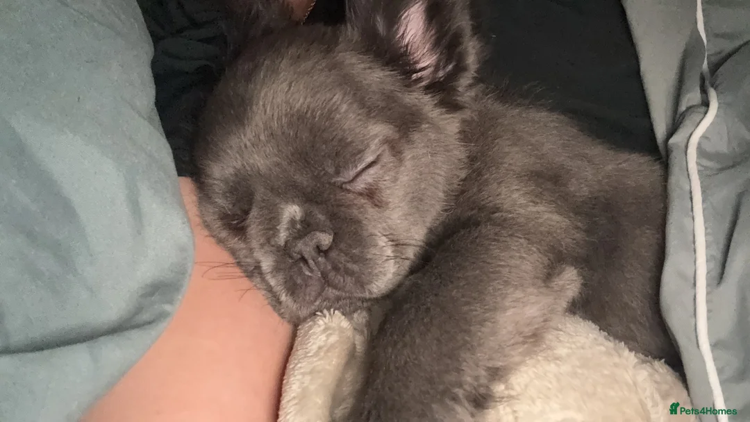 French Bulldog dogs for sale: Fluffy blue French bulldog  - Advert 1