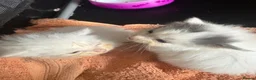 Mixed Breed cats for sale: 4 Beautiful long haired boys - Advert 3