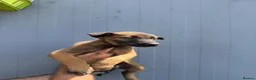 Belgian Shepherd Dog dogs for sale: Chunky WORKING LINE BELGIAN MALINOIS PUPPYS - Advert 5