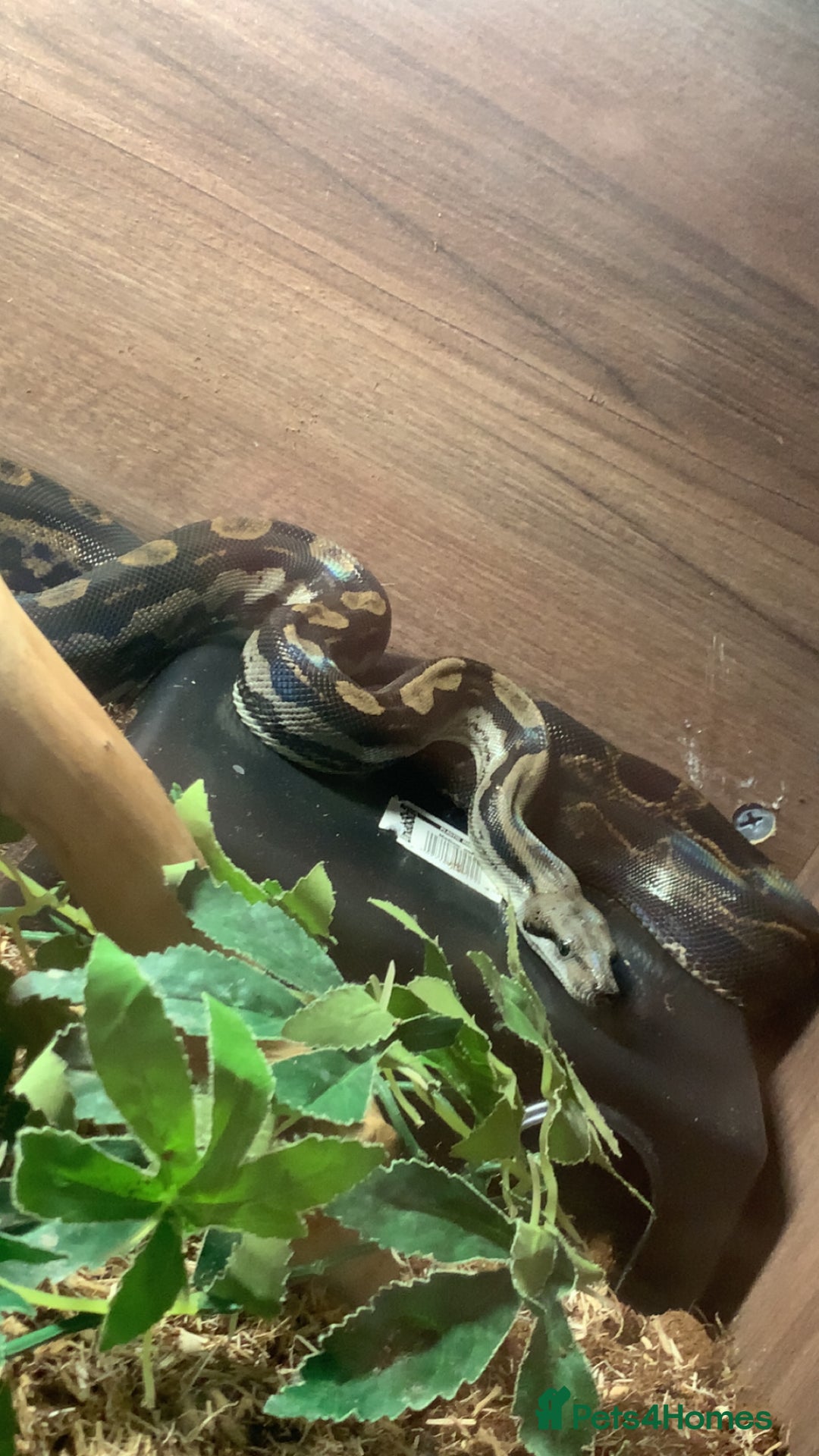Snake reptiles for sale: Boa constrictor and Corn snake - Advert 5