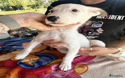 Mixed Breed dogs for adoption: Kira for adoption - Image 7