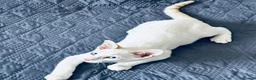 Cornish Rex cats for sale: Last Boy-Super Affectionate & Loving ♥️  - Advert 2