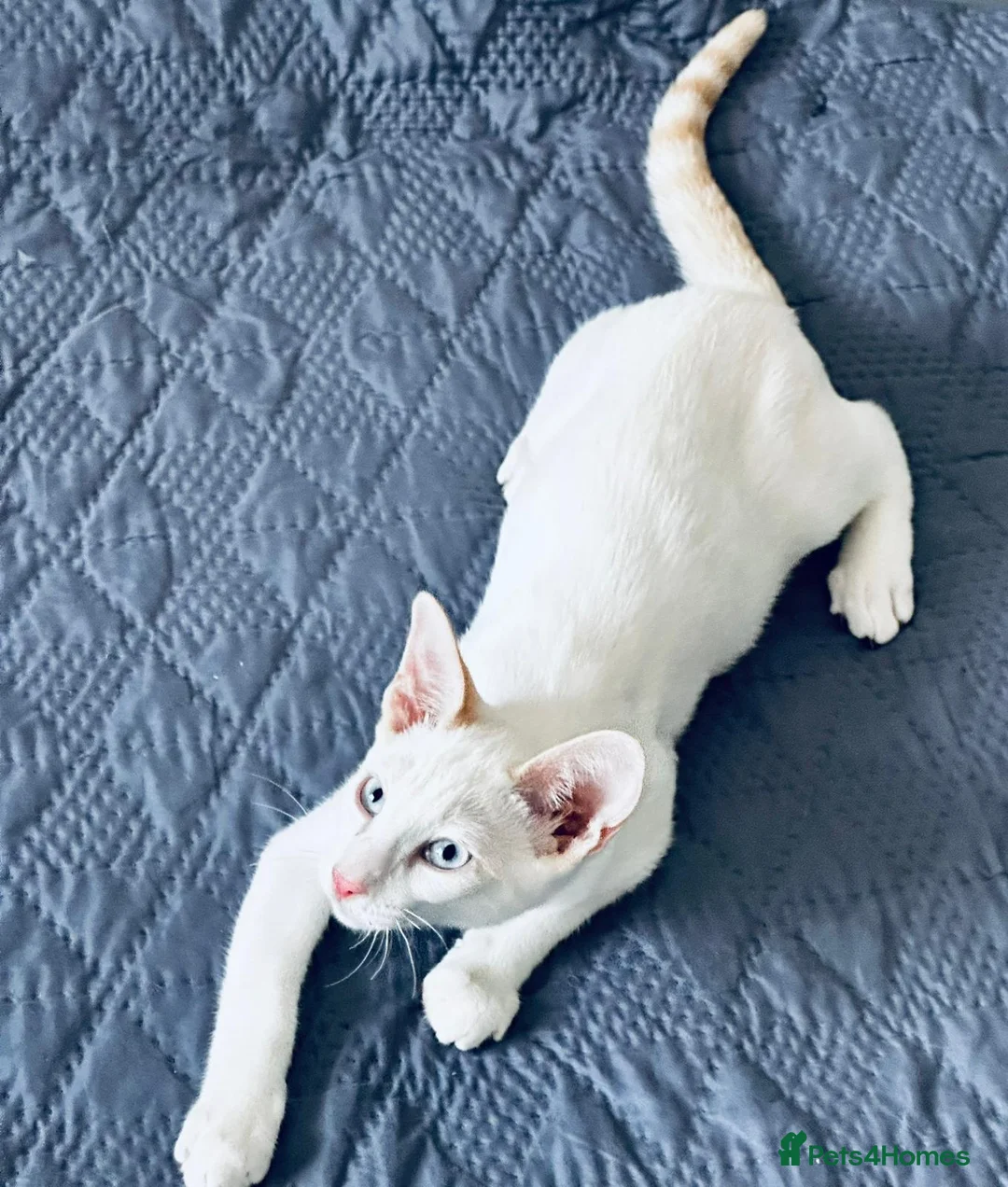 Cornish Rex cats for sale: Last Boy-Super Affectionate & Loving ♥️  - Advert 2