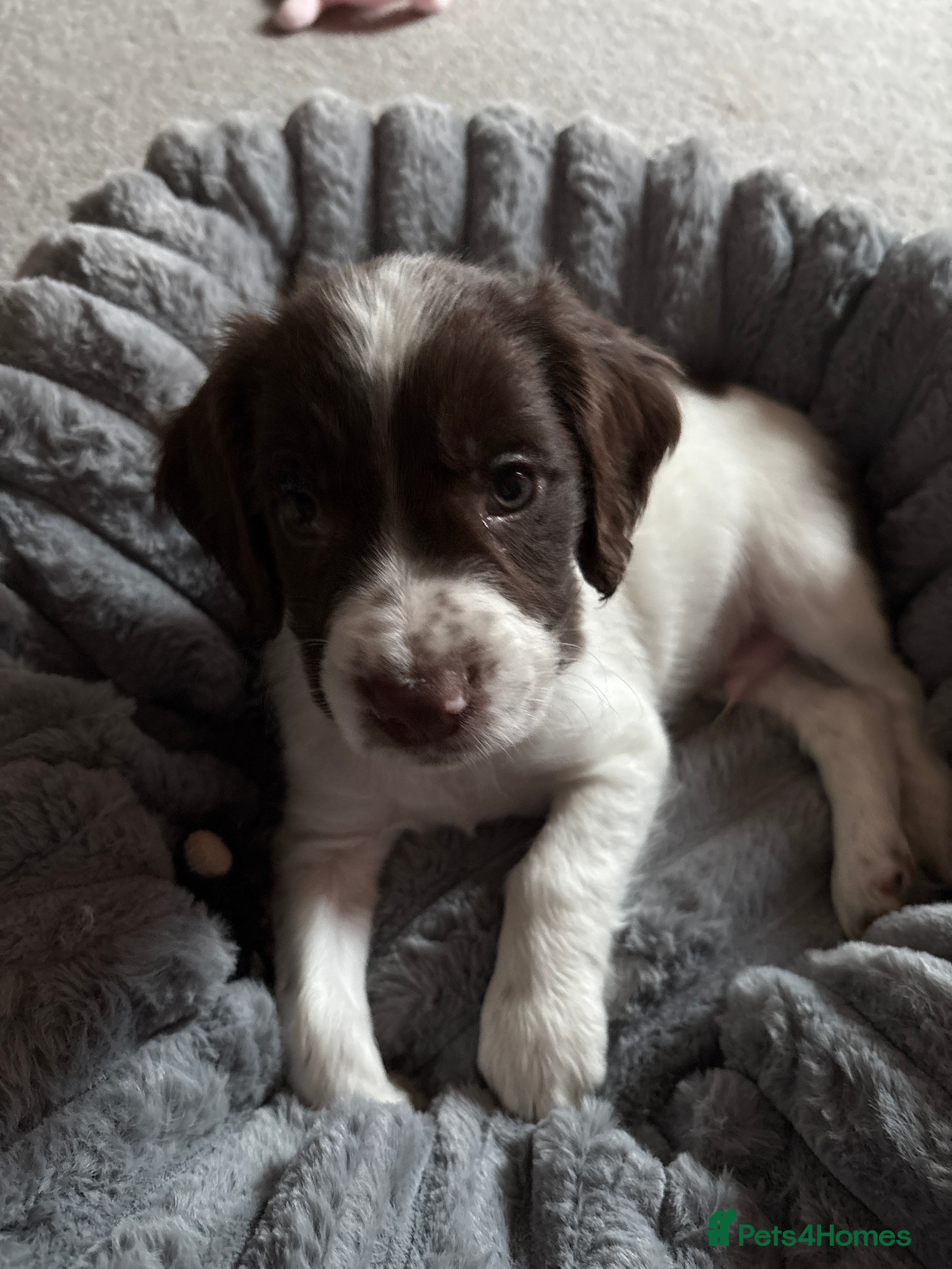 Cocker Spaniel dogs Cocker spaniel pup  - Advert 7