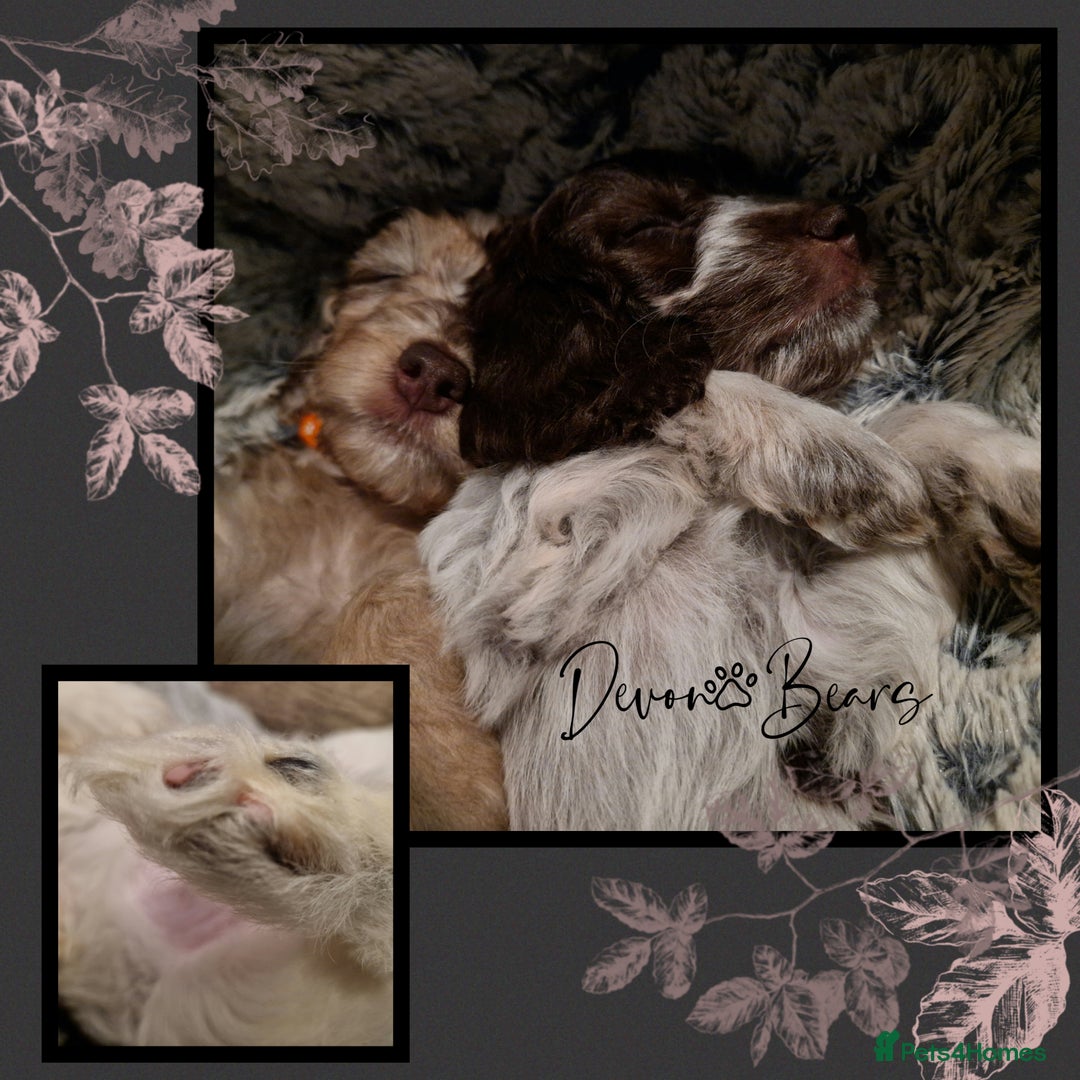 Cockapoo dogs for sale: 5*Licenced. DNA tested English cockerpoos. - Image 25