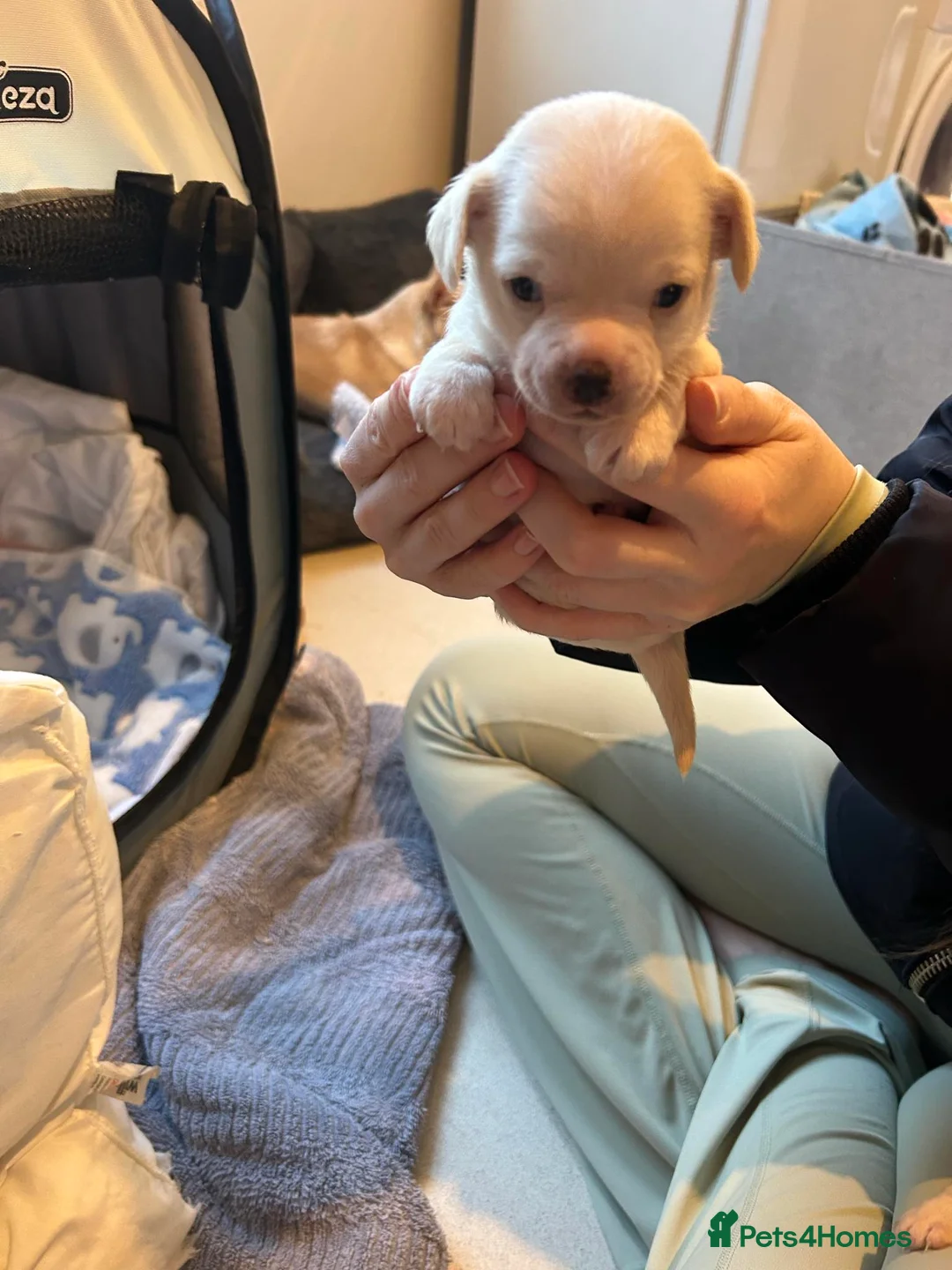 Chihuahua dogs for sale: Chihuahua puppies for sale  - Advert 4