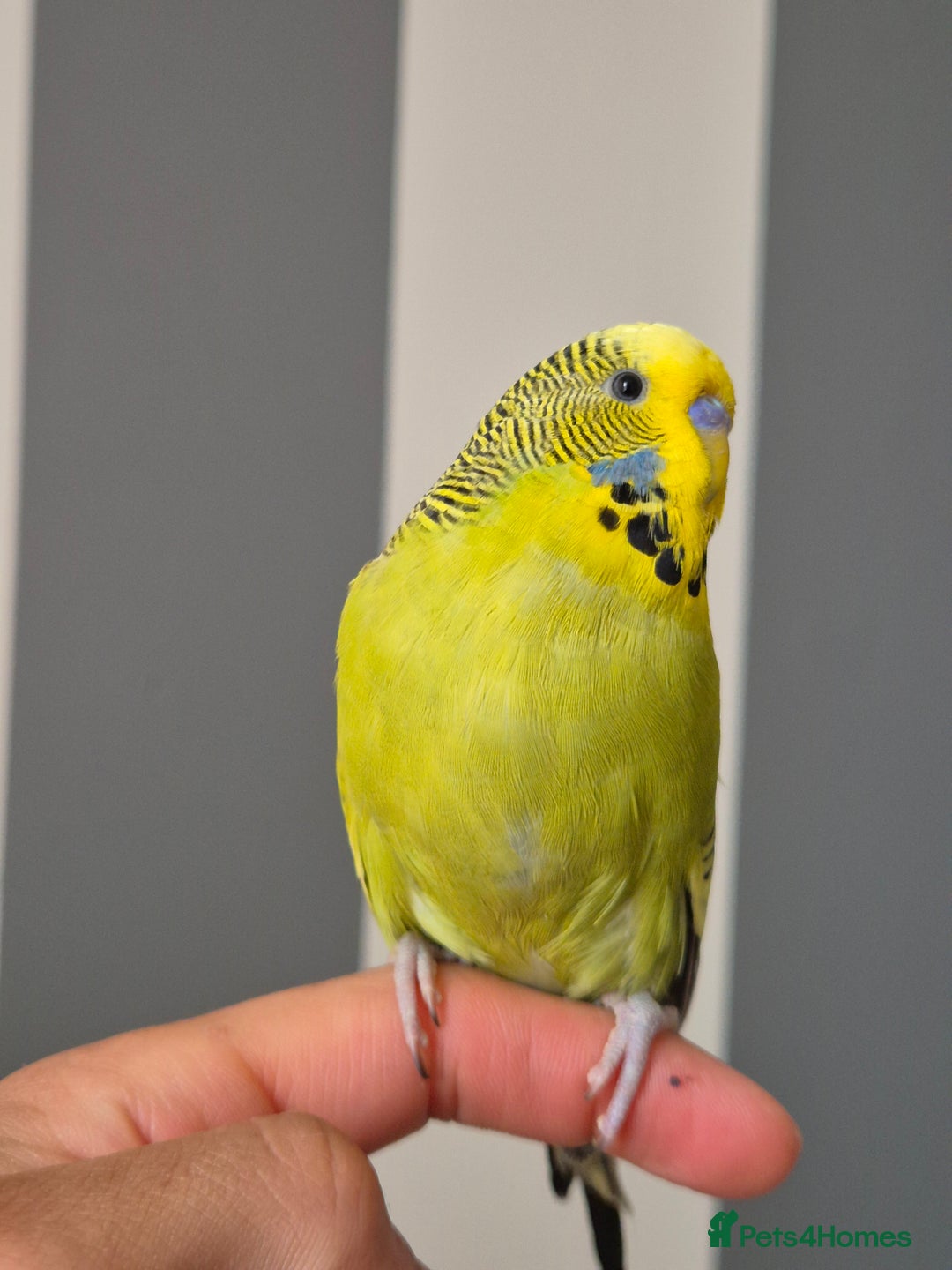 Budgerigars birds for sale: Tamed green grey cock 2025 - Image 6