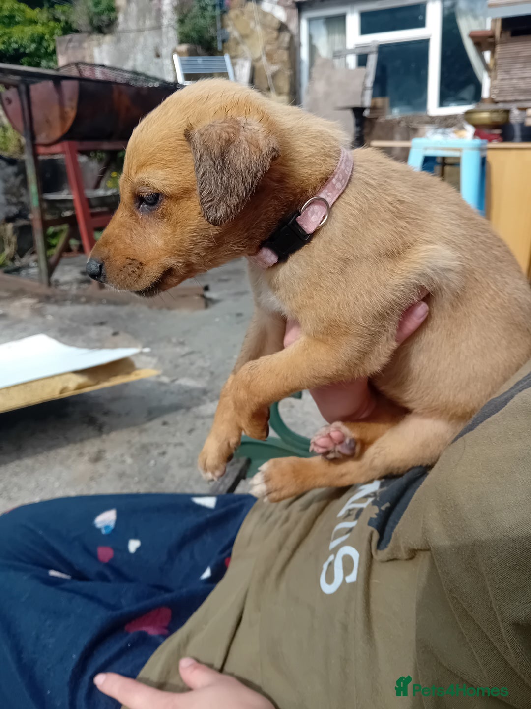Lurcher dogs for sale:  READY NOW. Adorable lurcher puppy's  - Image 4