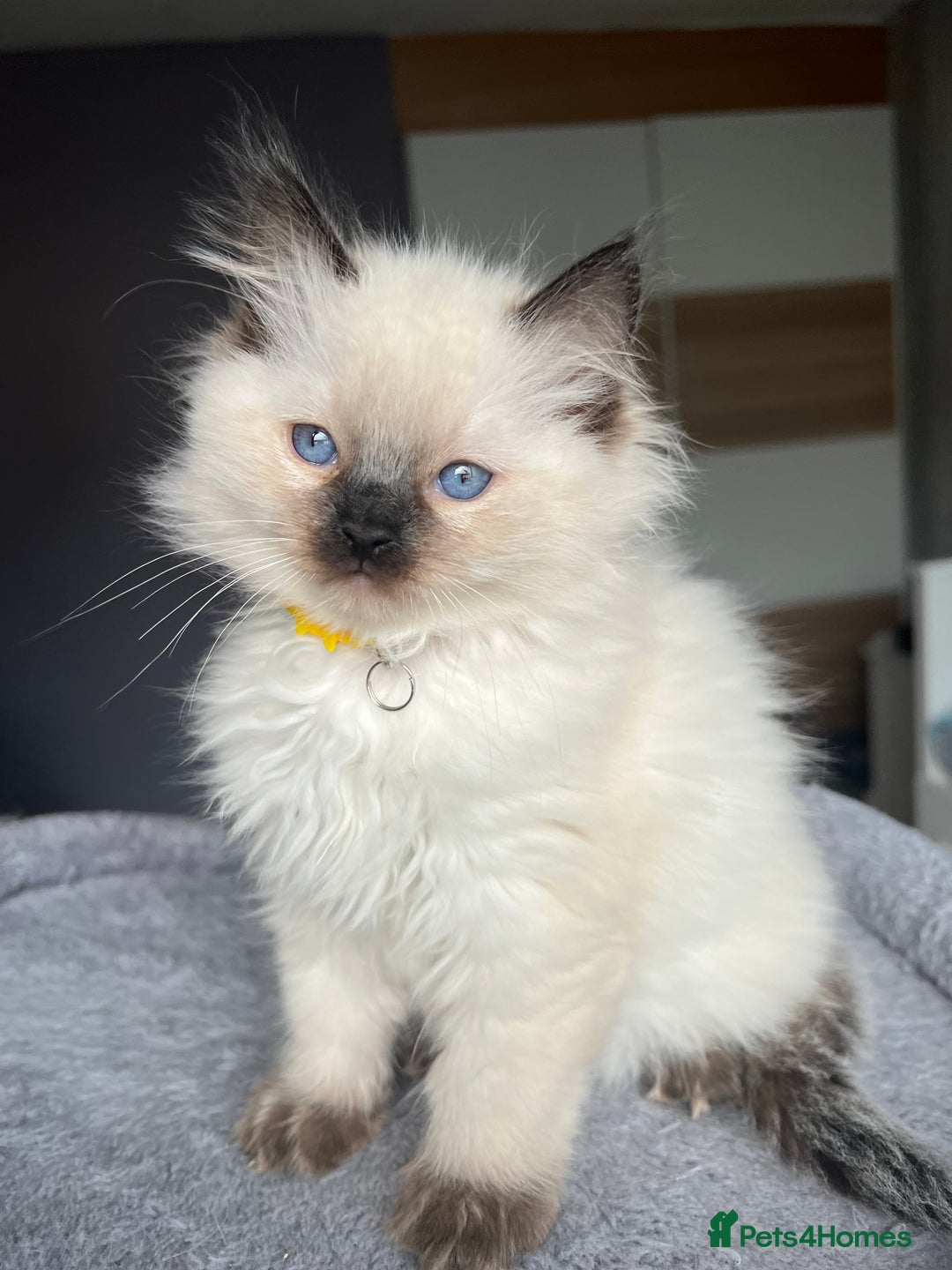 Ragdoll cats for sale: GCCF Ragdoll kittens for sale - Advert 9