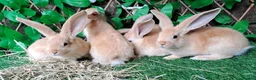 Continental Giant rabbits for sale: Super Stars Stud Service - Beautiful Proven Boys  - Advert 26