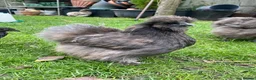 Chickens poultry for sale: Pure breed Silkie hens hatching eggs and chicks  in Manchester - Advert 3