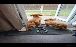 Cockapoo dogs for sale: 15 week old female Cockapoo - rehoming - Image 5