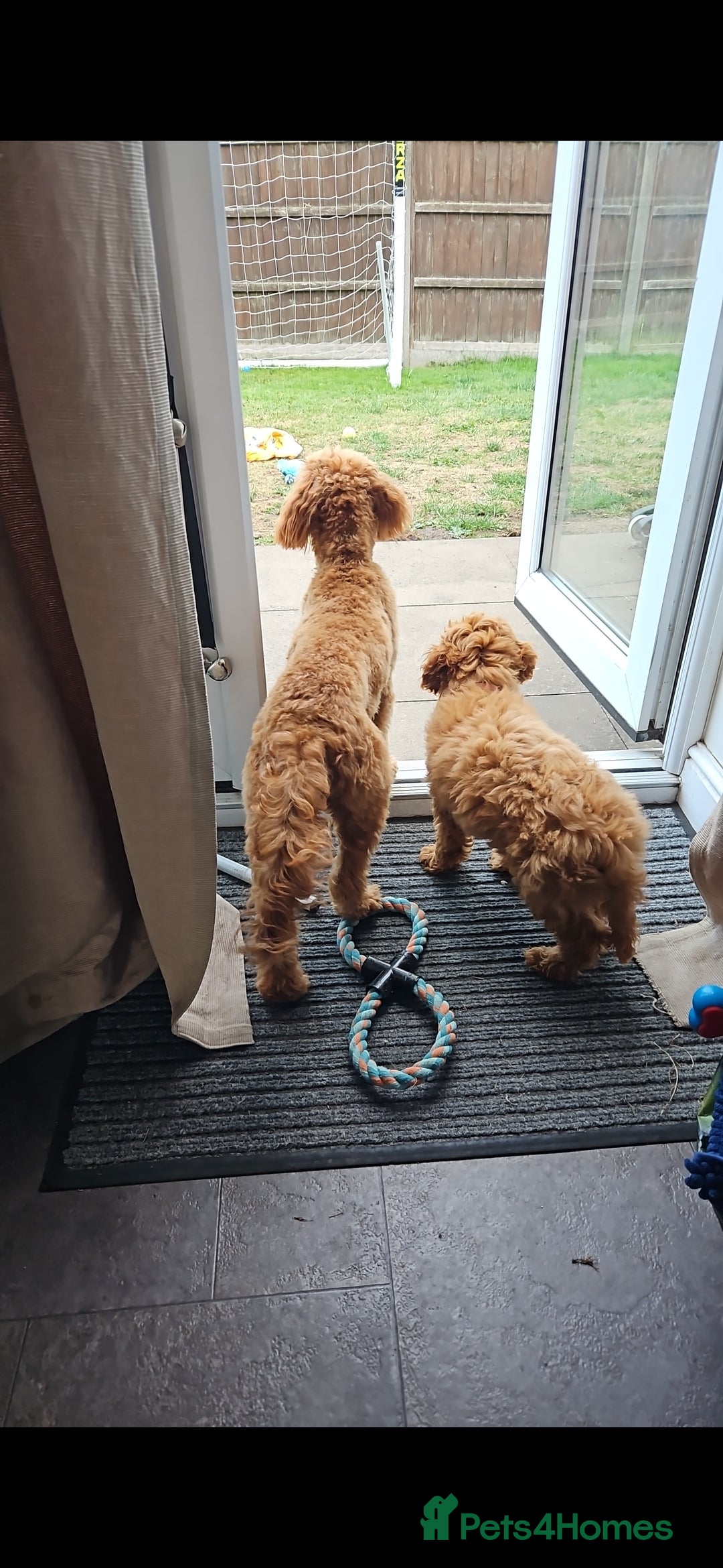Cockapoo dogs for sale: 15 week old female Cockapoo - rehoming - Image 5