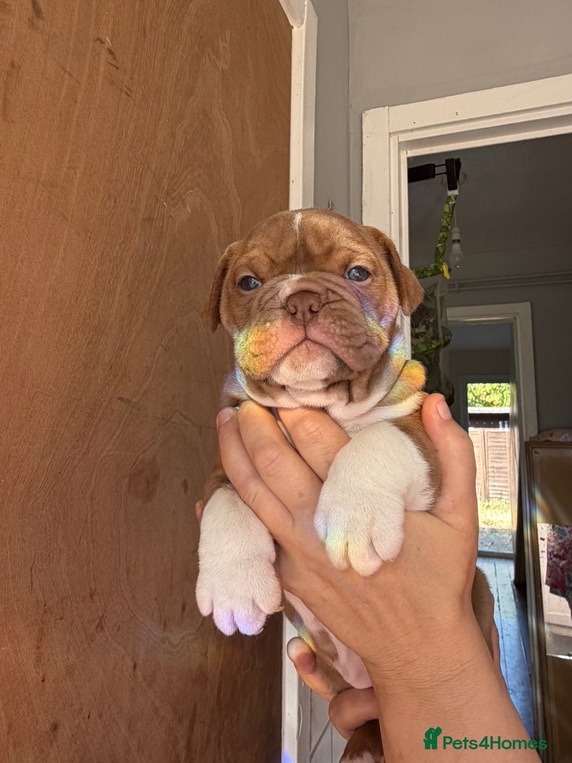 Mixed Breed dogs olde thyme english bulldog - Advert 1