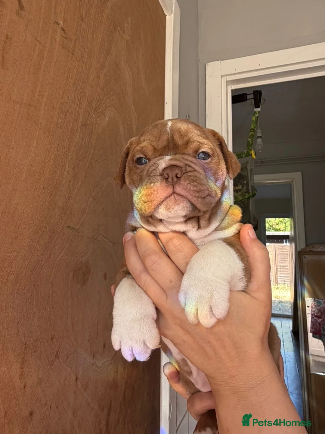 Mixed Breed dogs for sale: olde thyme english bulldog - Advert 1