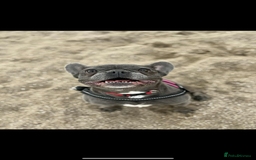 French Bulldog dogs for sale: Female French bulldog  - Advert 5