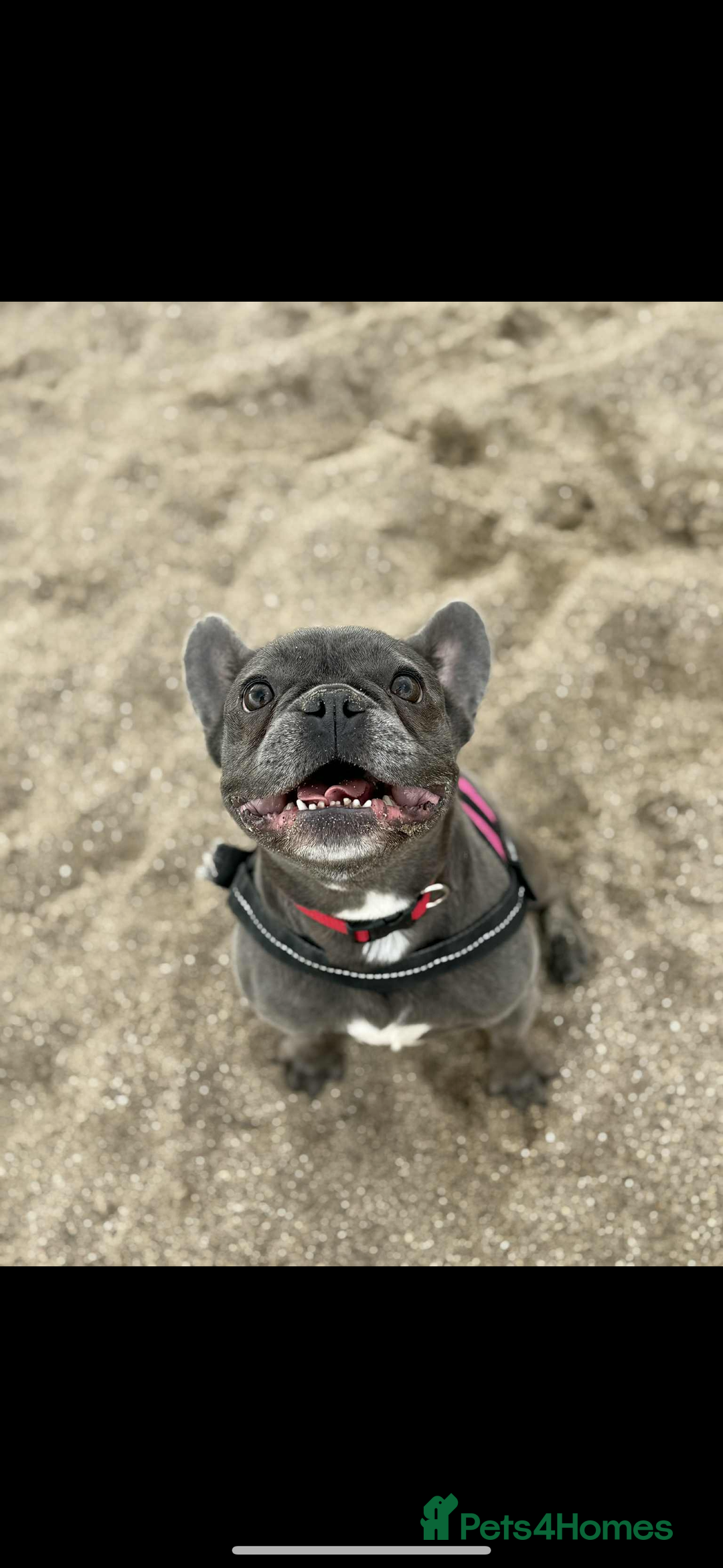 French Bulldog dogs for sale: Female French bulldog  - Advert 5