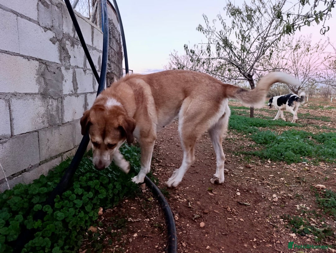 Mixed Breed dogs for adoption: ‼️🚨URGENT‼️🚨 BLANCHIEVES🩷🐾 - Advert 4