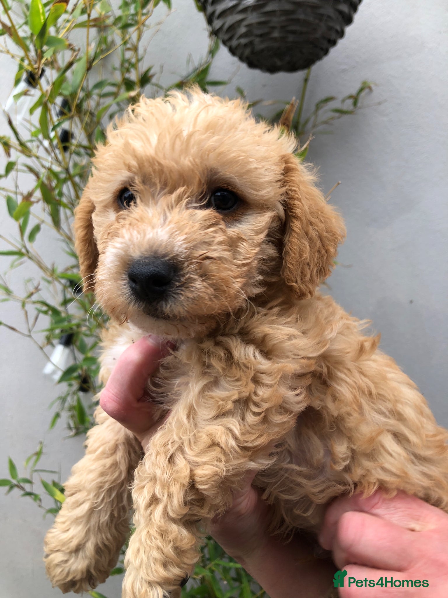 Maltipoo dogs MaltiPoo - Advert 2