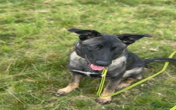 German Shepherd dogs for sale: German Shepherd bitch - Image 1