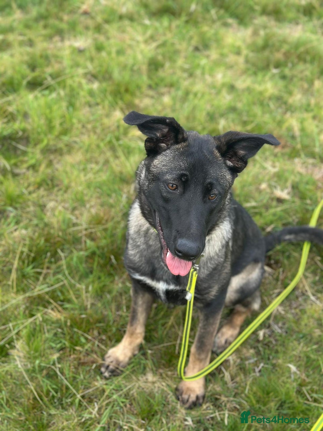 German Shepherd dogs for sale: German Shepherd bitch - Image 1