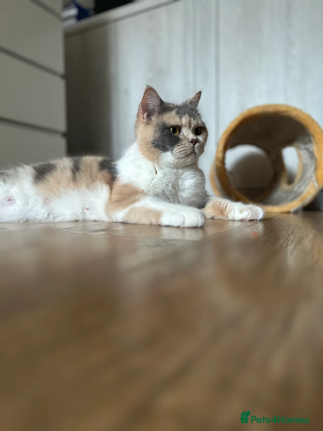 British Shorthair cats for sale: Nelly and Honey looking for forever home  - Advert 7