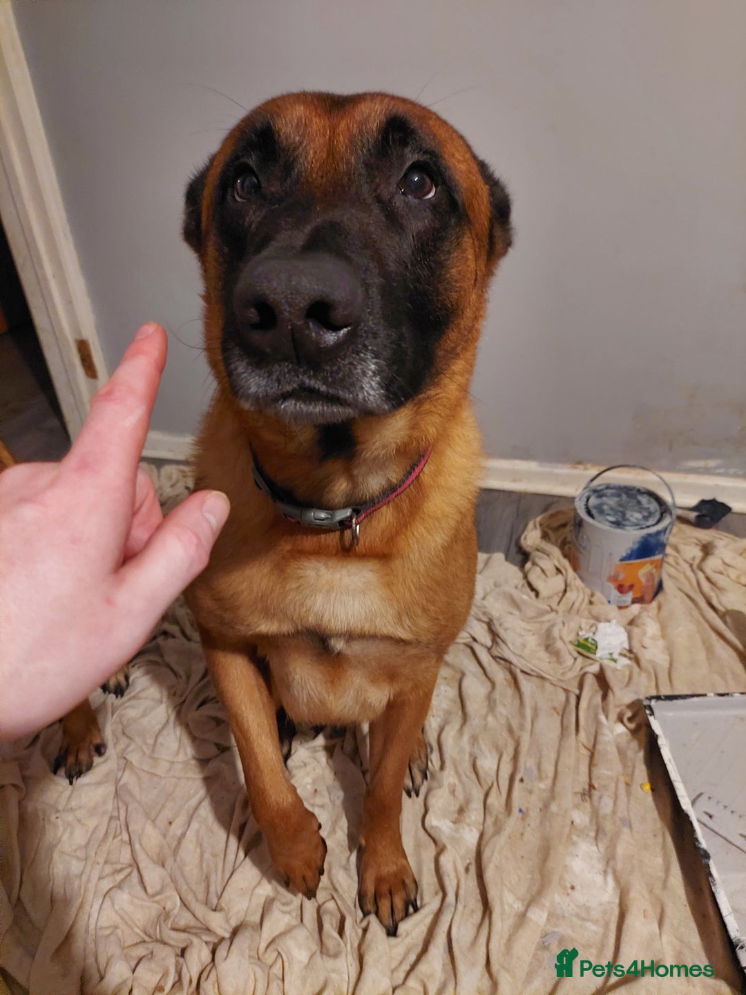Belgian Shepherd Dog dogs for sale: Xl Belgium malinois pups dad kc regged  - Image 4