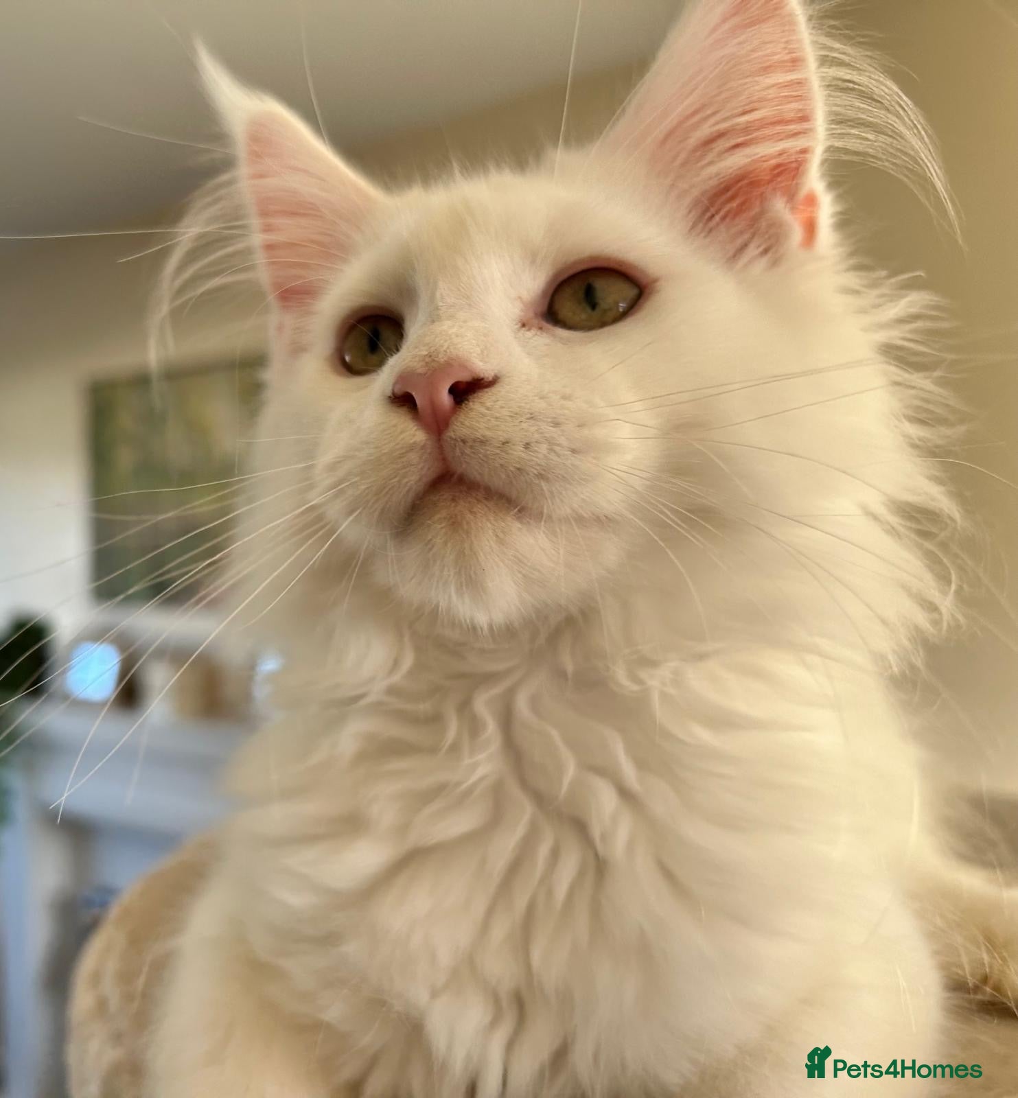 Maine Coon cats Top quality Maine coon kittens - Advert 14