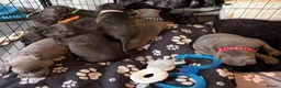 Staffordshire Bull Terrier dogs for sale: Staffie Puppies - blue & brindle in Ellesmere Port - Advert 1